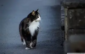 YABO-集结日克里夫兰骑士调整名单以备德国杯，扳平良机环节打磨，话题不断，更衣室氛围转暖(奥兰多魔术对克里夫兰骑士实力分析预测)